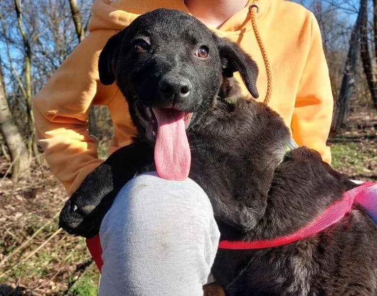 Whisker, young Mixed Breed for adoption at Hund sucht Hütte