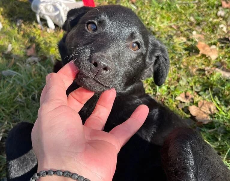 Nova, young Mixed Breed for adoption at Hund sucht Hütte