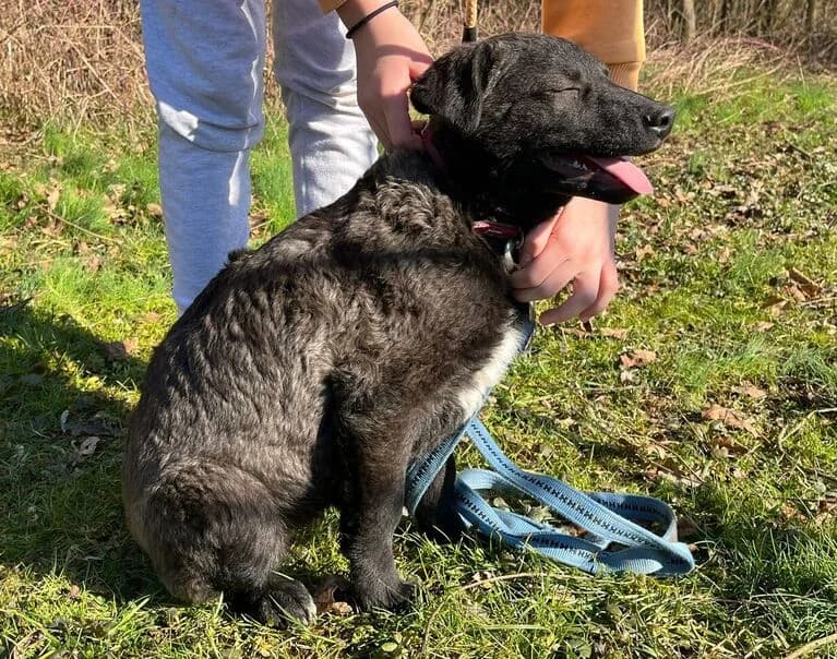 Enya, young Mixed Breed for adoption at Hund sucht Hütte