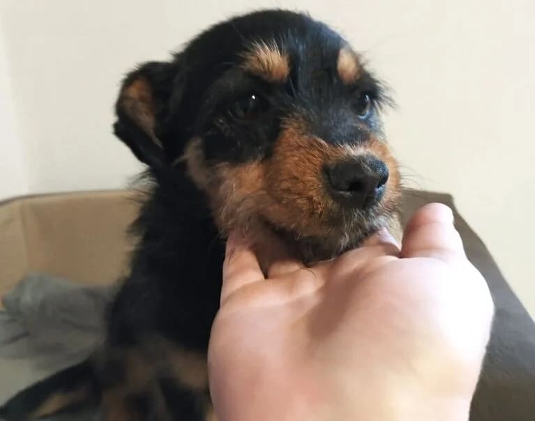 Yoda, Mixed Breed for adoption at Hund sucht Hütte