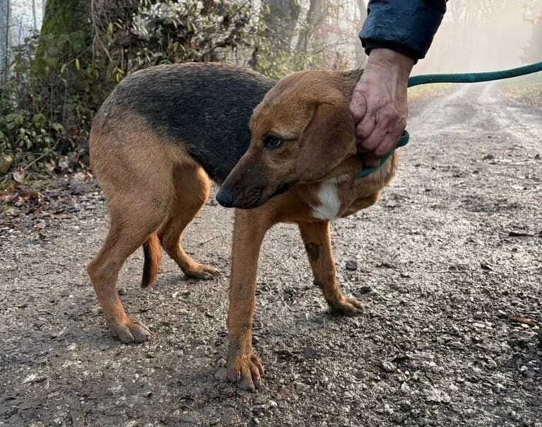 Beta, female young Mixed Breed for adoption at Hund sucht Hütte