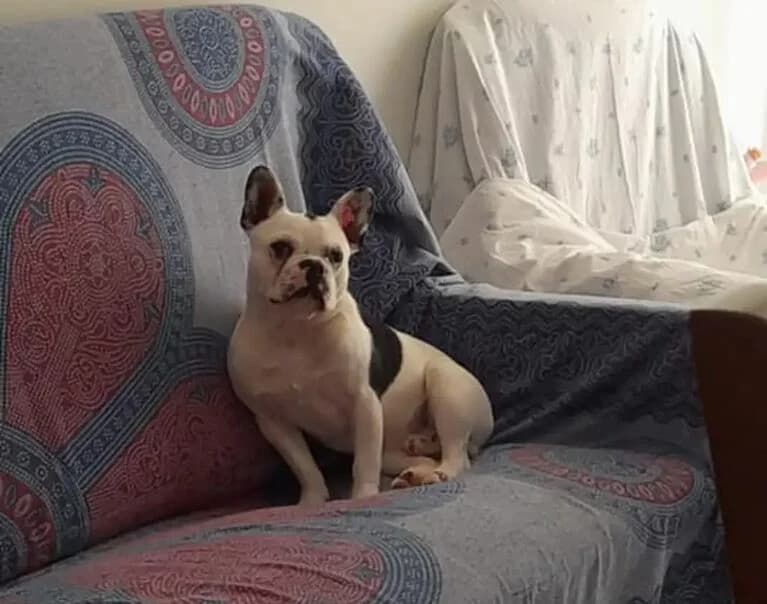 Aron, male 5yo Mixed Breed for adoption at Hund sucht Hütte