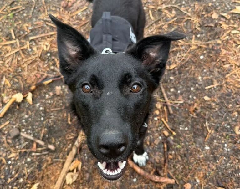 Valkyrie, female young Mixed Breed for adoption at Hund sucht Hütte