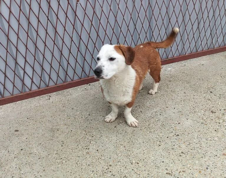 Dex, male young Mixed Breed for adoption at Hund sucht Hütte