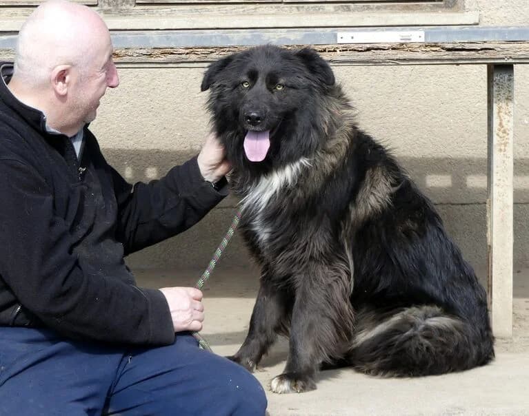 Wanda, female 3yo Mixed Breed for adoption at Hund sucht Hütte