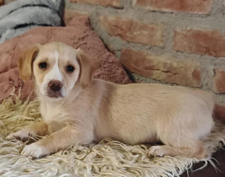 Zara, young Mixed Breed for adoption at Hund sucht Hütte