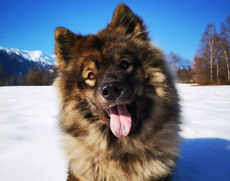 Sina, female senior Mixed Breed for adoption at Hund sucht Hütte