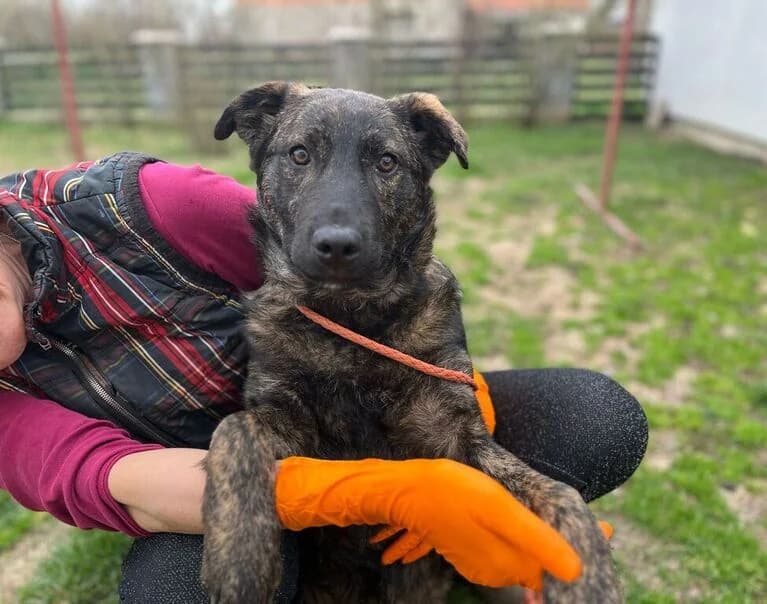 Misho, male young Mixed Breed for adoption at Hund sucht Hütte