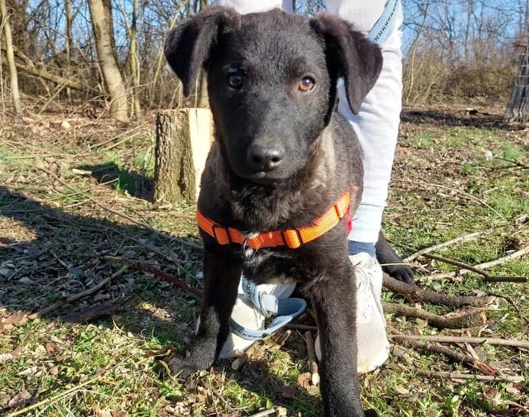 Oscar, young Mixed Breed for adoption at Hund sucht Hütte
