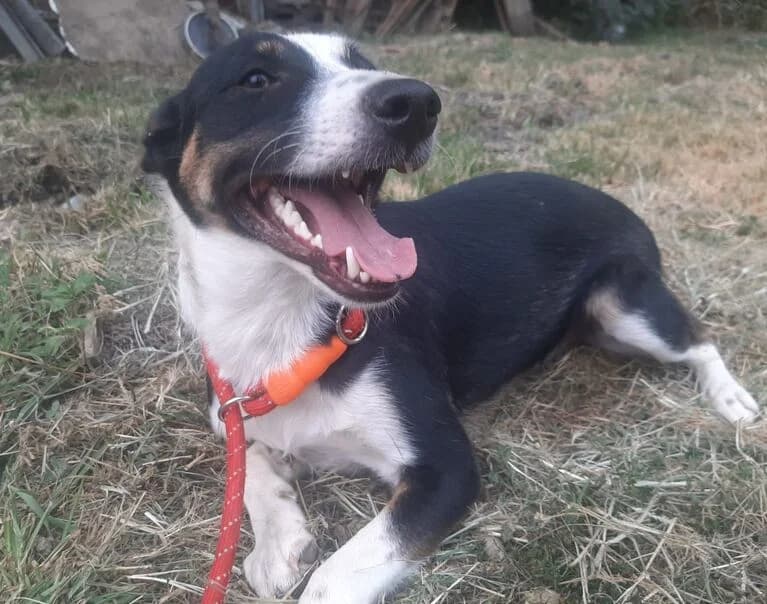 Pokey, male 3yo Mixed Breed for adoption at Hund sucht Hütte
