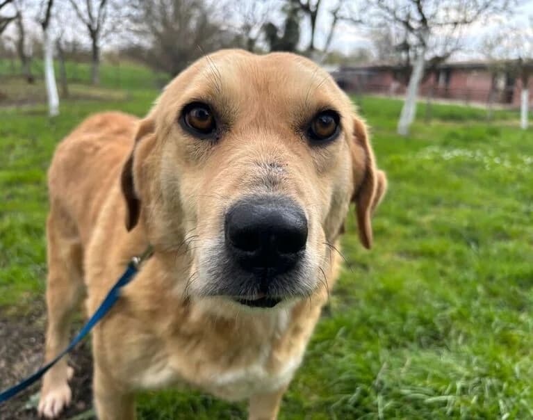 Lori, female 7yo Mixed Breed for adoption at Hund sucht Hütte