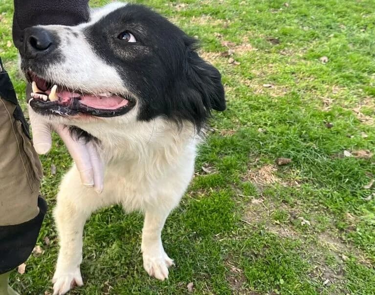 Duro, male 6yo Mixed Breed for adoption at Hund sucht Hütte