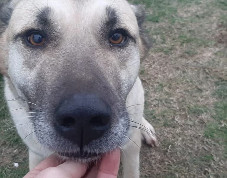 Bella, female 4yo Mixed Breed for adoption at Hund sucht Hütte