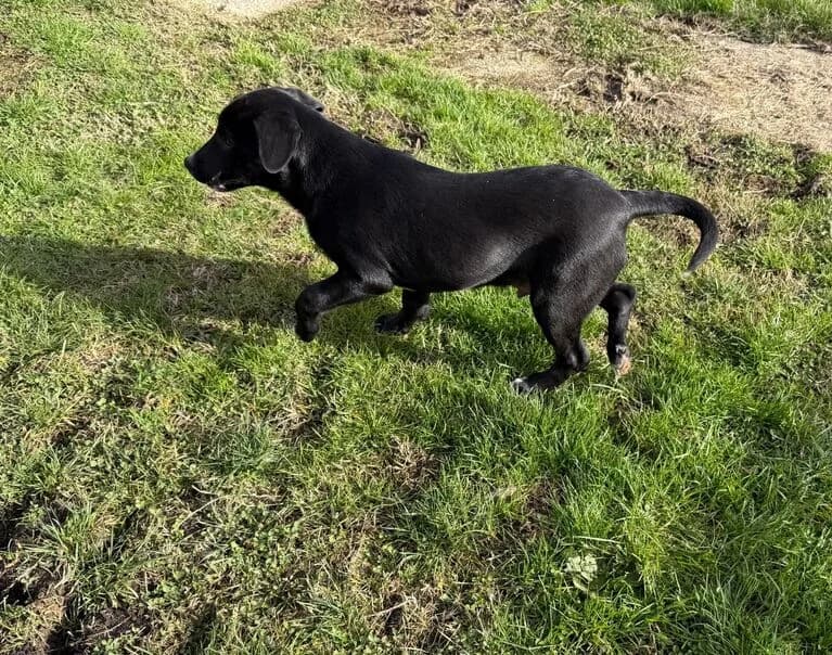 Frederik, male young Mixed Breed for adoption at Hund sucht Hütte