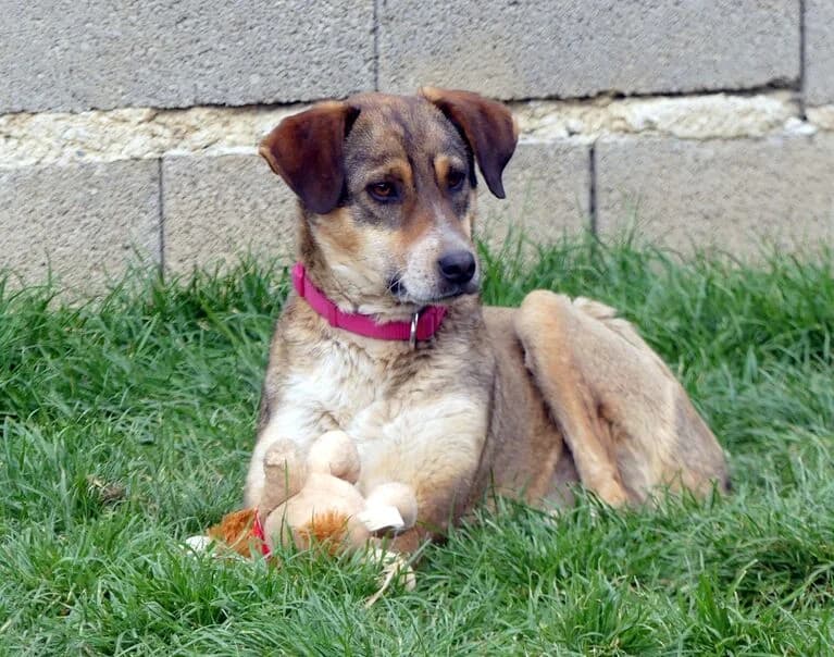 Nami, female young Mixed Breed for adoption at Hund sucht Hütte