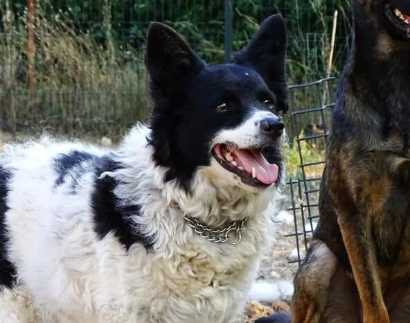Bepa, female 5yo Mixed Breed for adoption at Hund sucht Hütte