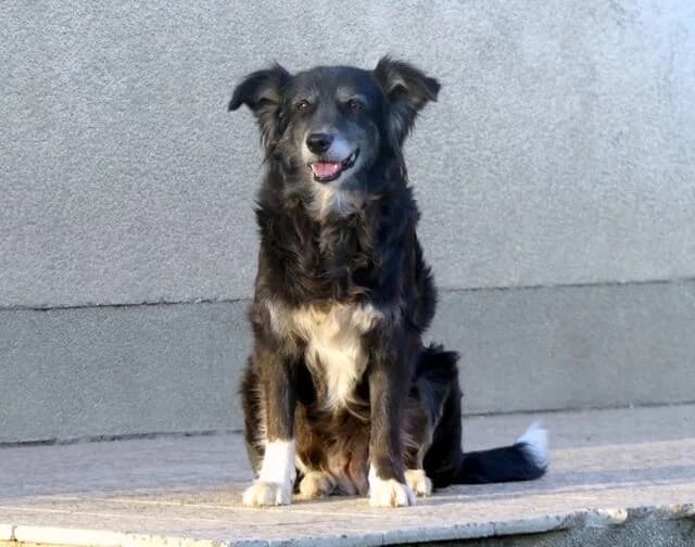 Ilira, weiß female senior Mixed Breed for adoption at Hund sucht Hütte