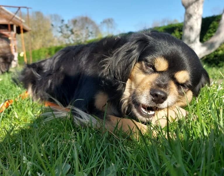Sandi, male 3yo Mixed Breed for adoption at Hund sucht Hütte