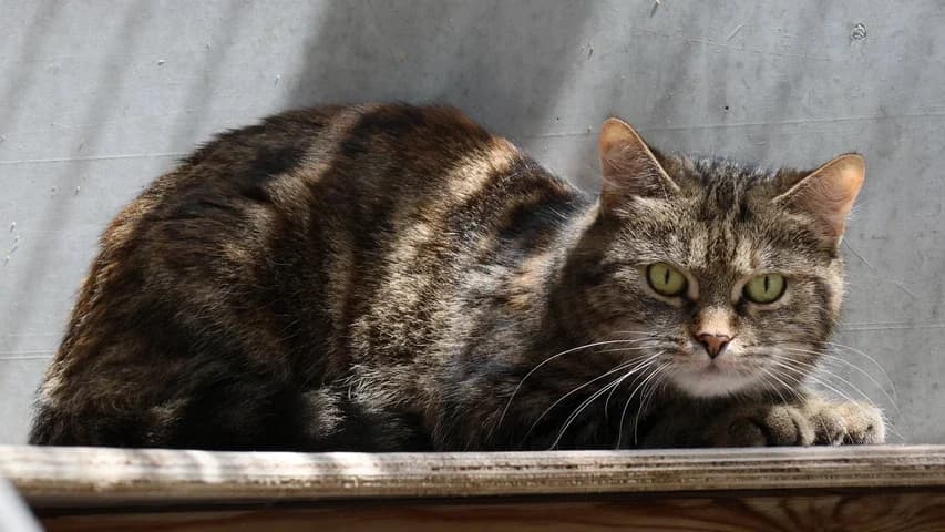 Ladina, female 5yo European Shorthair for adoption at Tierschutzhaus Sonnenhof, Eisenstadt
