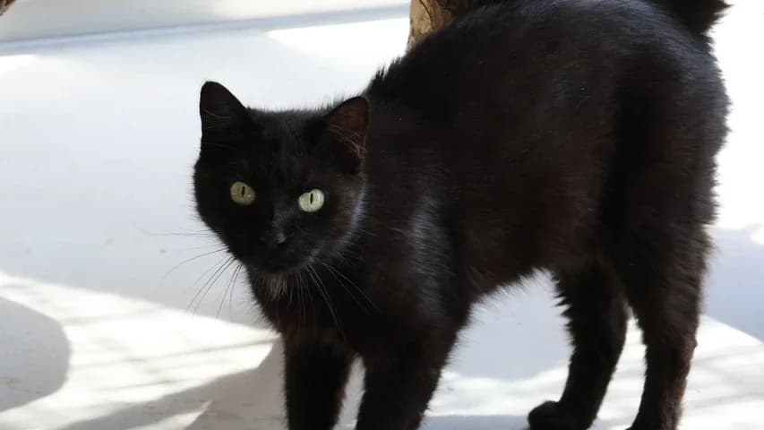 Lalita, female 7yo European Shorthair for adoption at Tierschutzhaus Sonnenhof, Eisenstadt