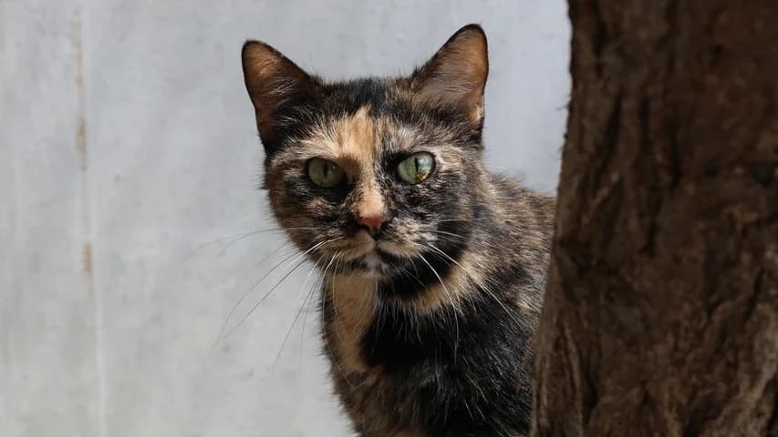Lexa, female 5yo European Shorthair for adoption at Tierschutzhaus Sonnenhof, Eisenstadt