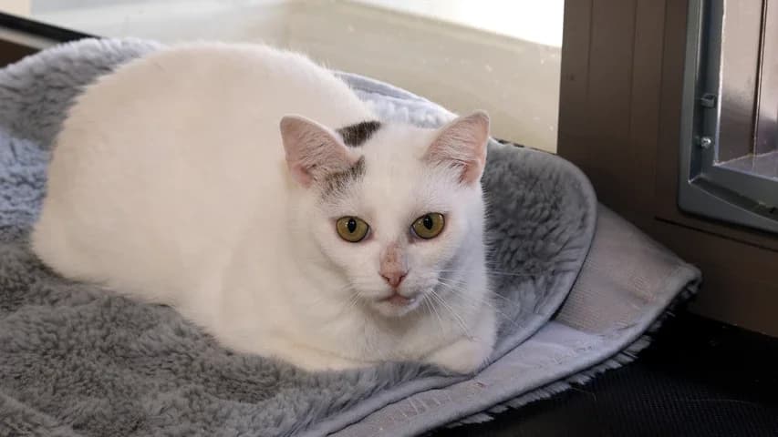 Mimi, senior European Shorthair for adoption at Tierschutzhaus Sonnenhof, Eisenstadt