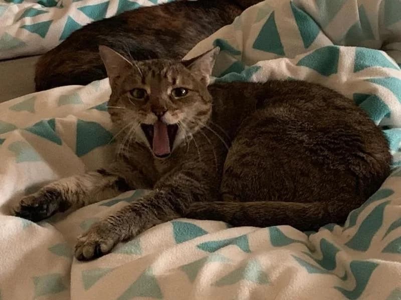 Nora, female senior Mixed Breed for adoption at SOS Katze Graz, Graz