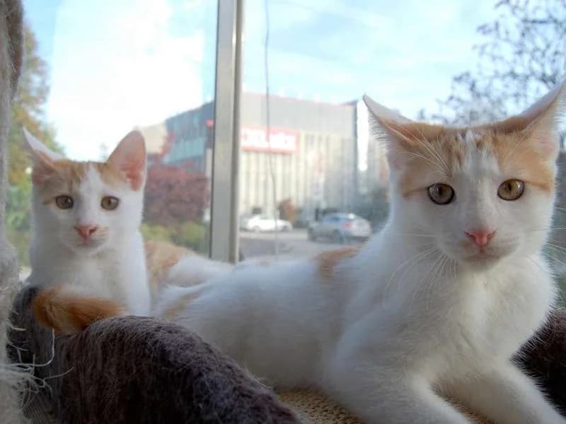 Lucki und Schnuppi, rot male 3yo Mixed Breed for adoption at SOS Katze Graz, Graz