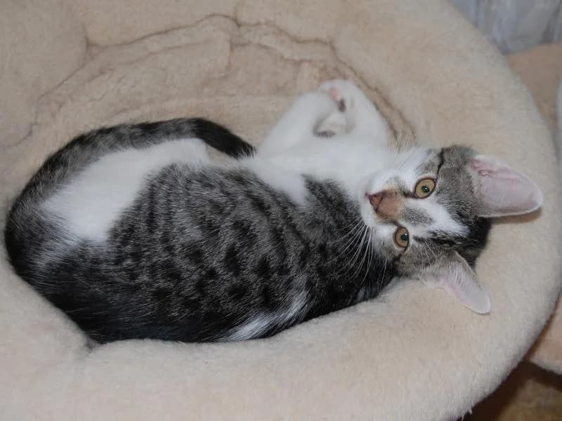 Puschel, male 3yo Mixed Breed for adoption at SOS Katze Graz, Graz