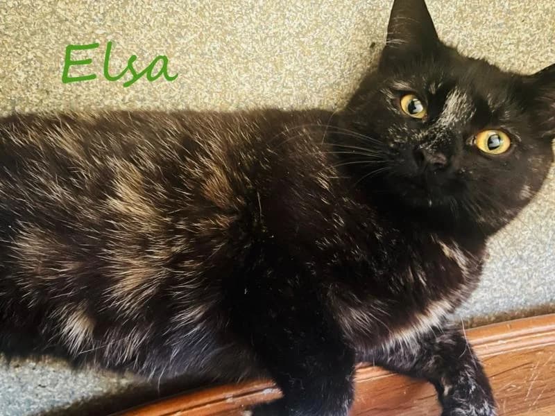 Elsa, female young Mixed Breed for adoption at SOS Katze Graz, Graz