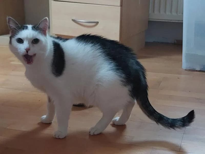 Balu, male 3yo Mixed Breed for adoption at SOS Katze Graz, Graz