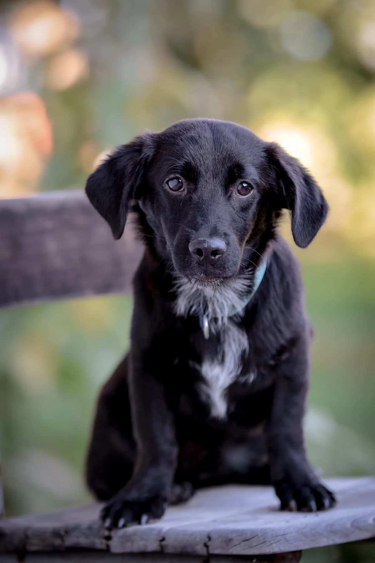 2jungspunde, male puppy Mixed Breed for adoption at Tiere in Not Austria (TiNA)