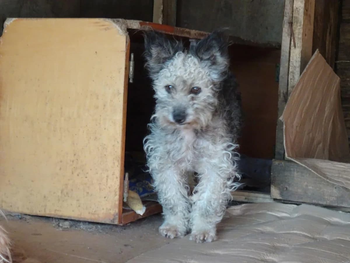 3kleinehundinnen, female 6yo Mixed Breed for adoption at Tiere in Not Austria (TiNA)