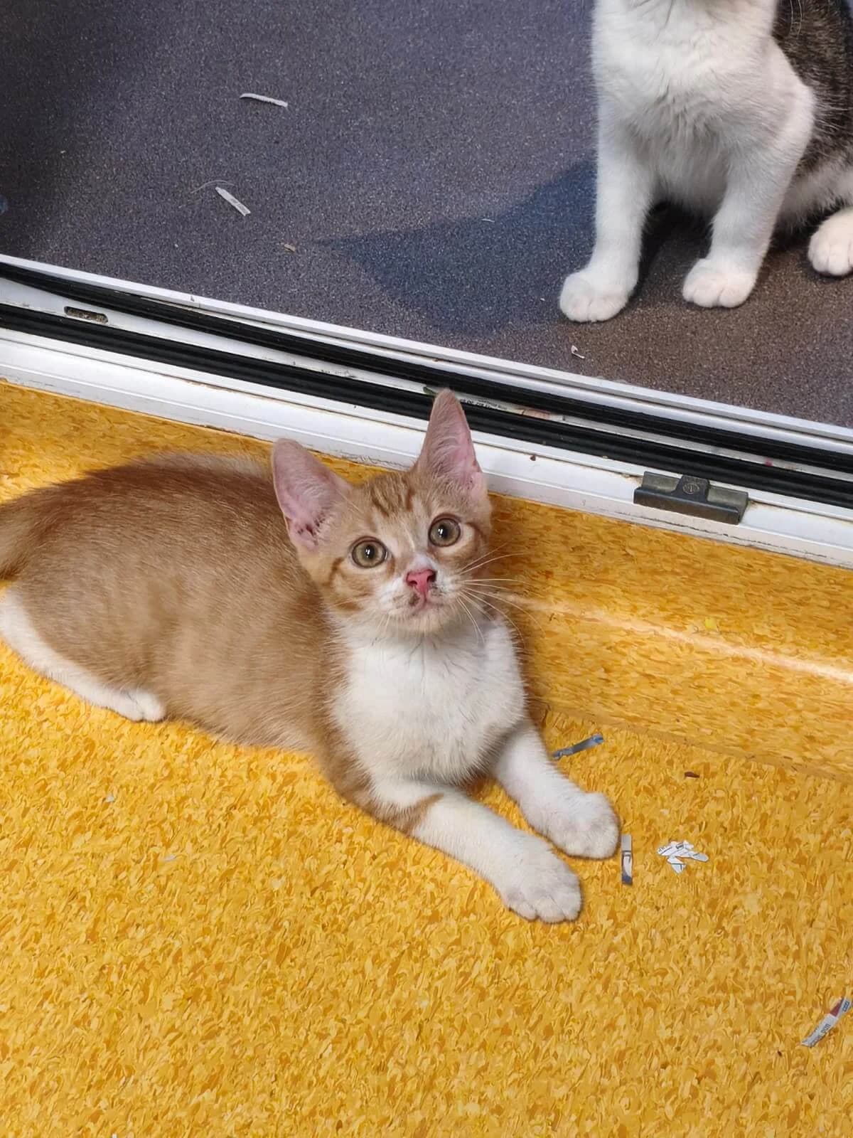 Aurelian, female puppy Mixed Breed Cat for adoption at Tierheim Adamhof, Adamhof