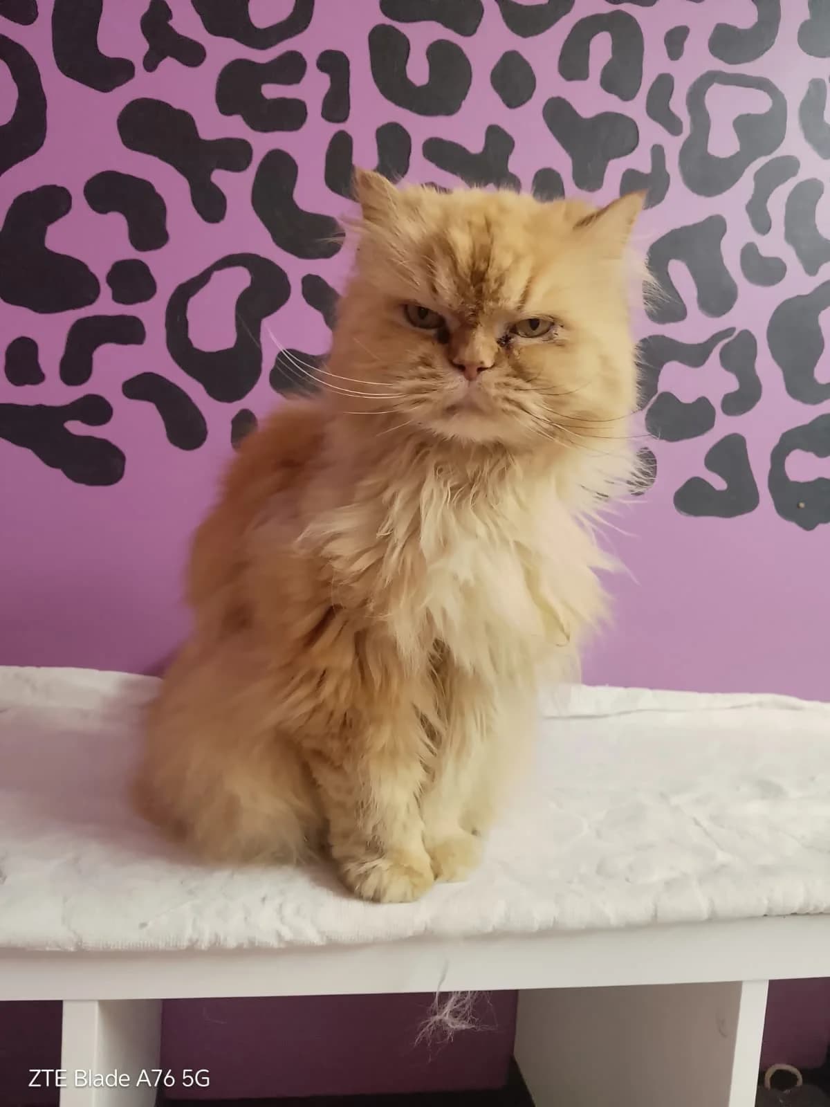 Bärli, female senior Mixed Breed Cat for adoption at Tierheim Adamhof, Adamhof