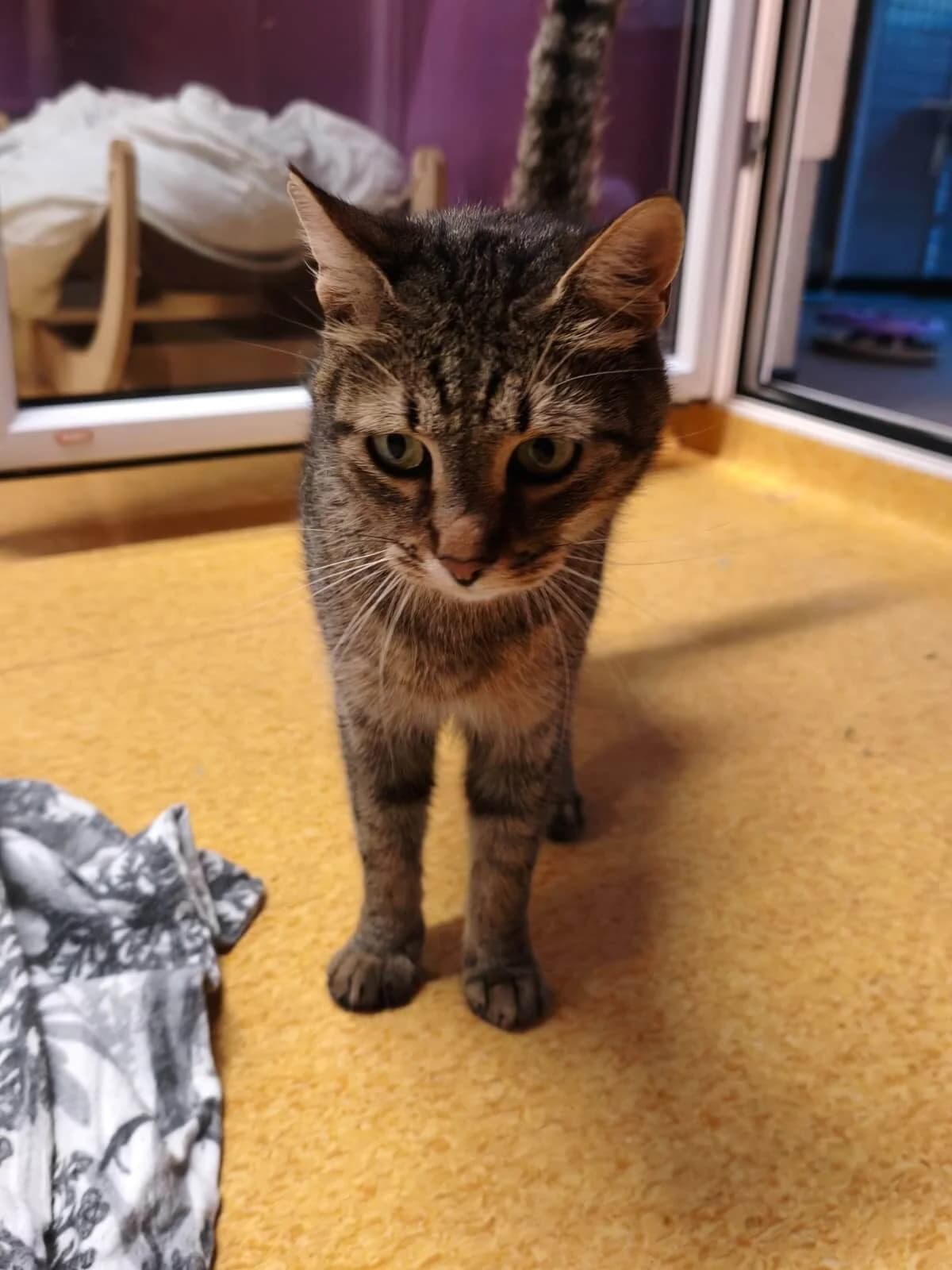 Billie, female 3yo Mixed Breed Cat for adoption at Tierheim Adamhof, Adamhof