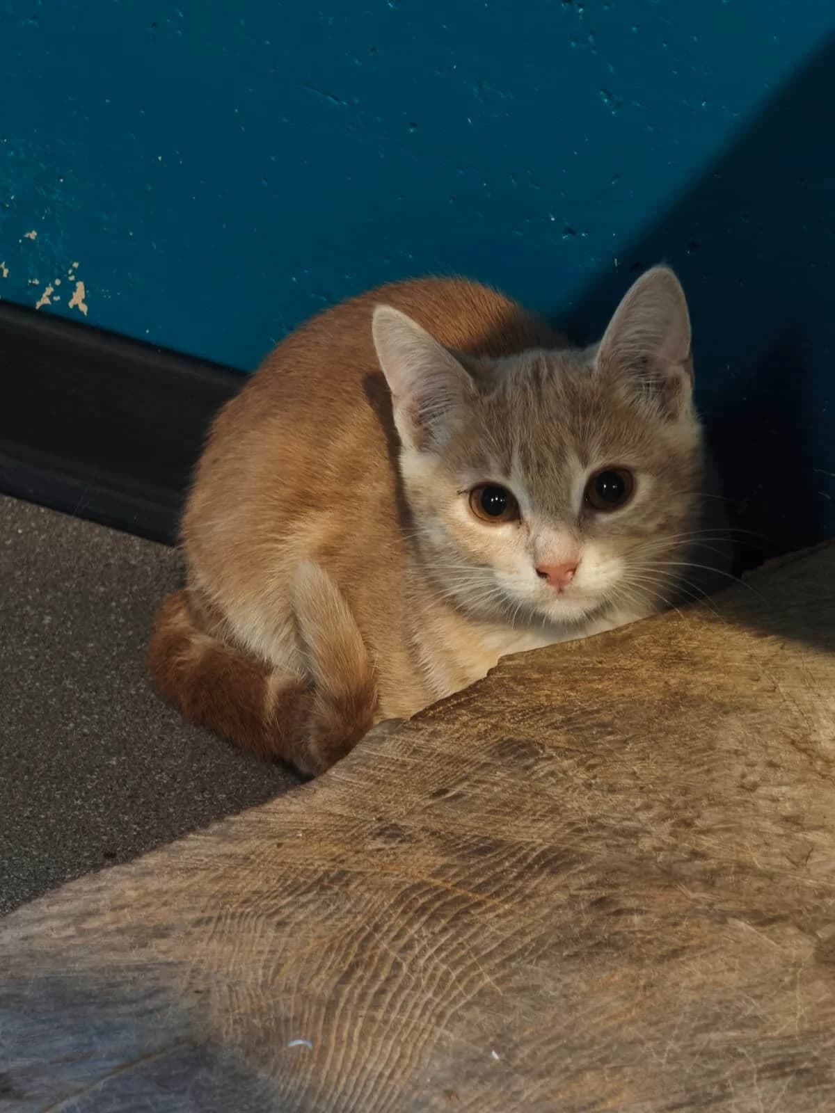 Cari, female puppy Mixed Breed Cat for adoption at Tierheim Adamhof, Adamhof