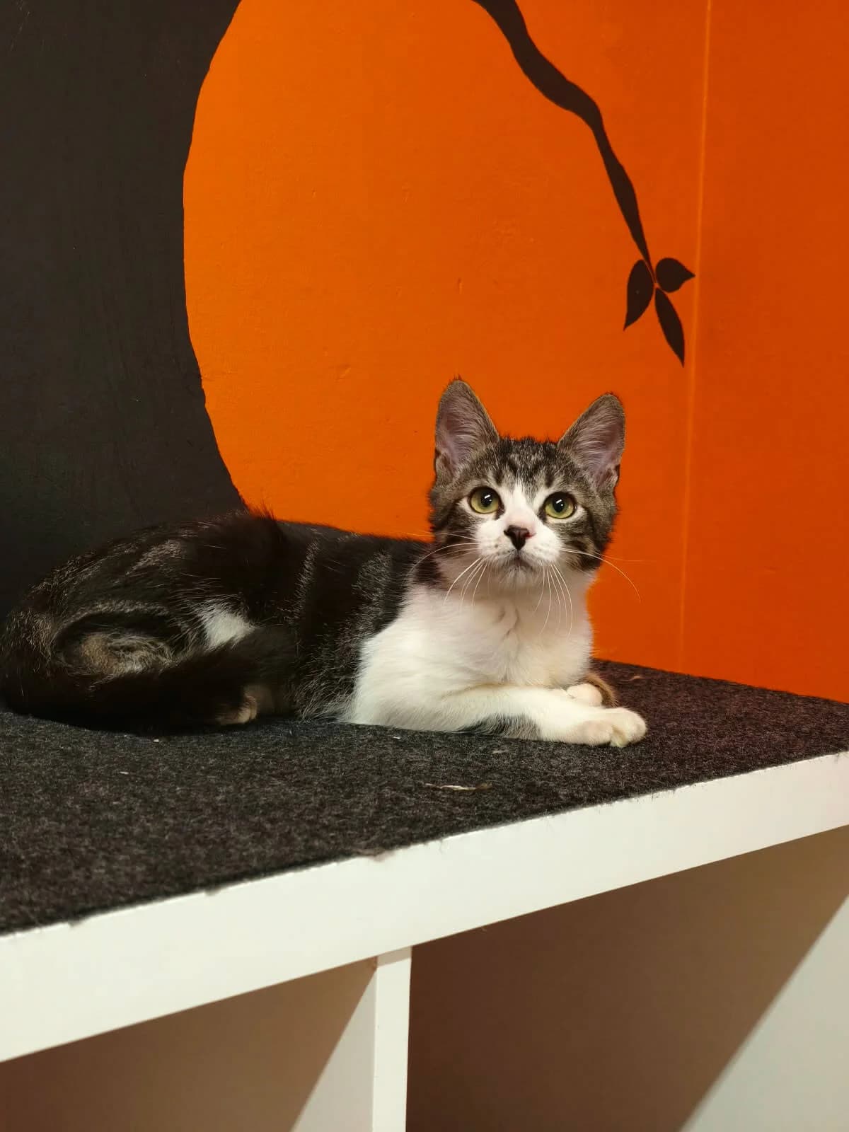 Munchkin, female puppy Mixed Breed Cat for adoption at Tierheim Adamhof, Adamhof
