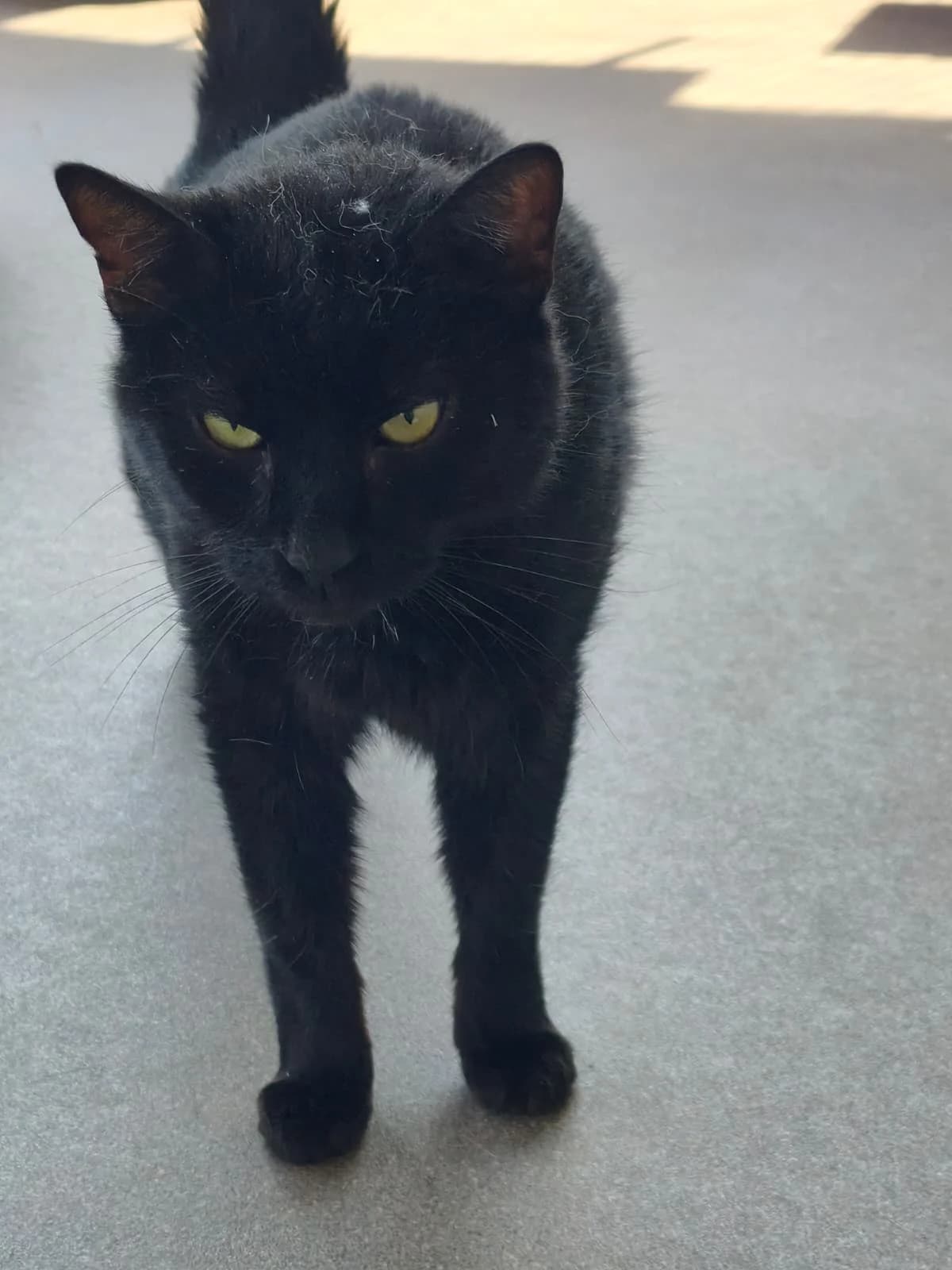 Jack, female 7yo Mixed Breed Cat for adoption at Tierheim Adamhof, Adamhof