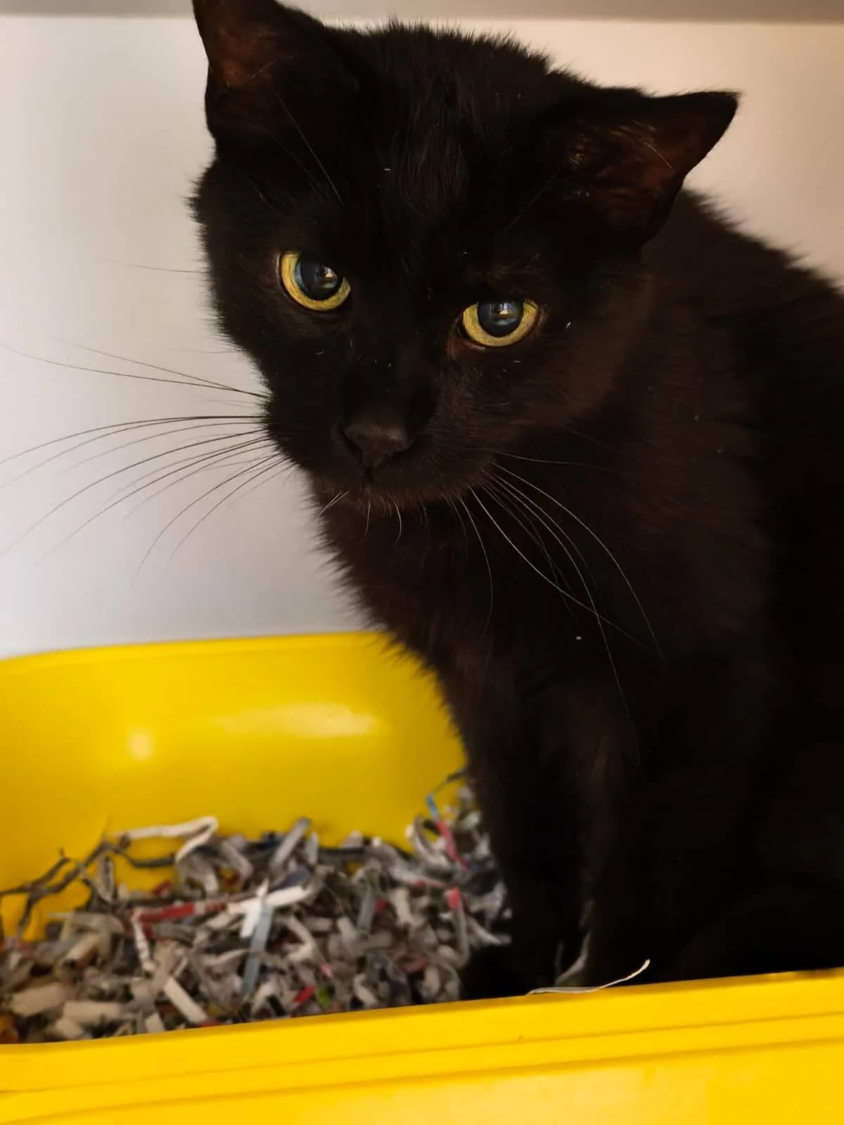 Jojo, female 6yo Mixed Breed Cat for adoption at Tierheim Adamhof, Adamhof