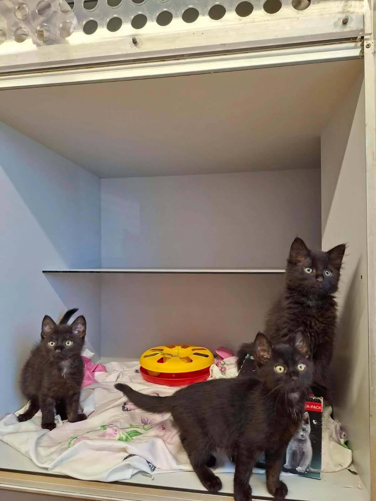 Lucky, Coco & Rambo, female puppy Mixed Breed Cat for adoption at Tierheim Adamhof, Adamhof