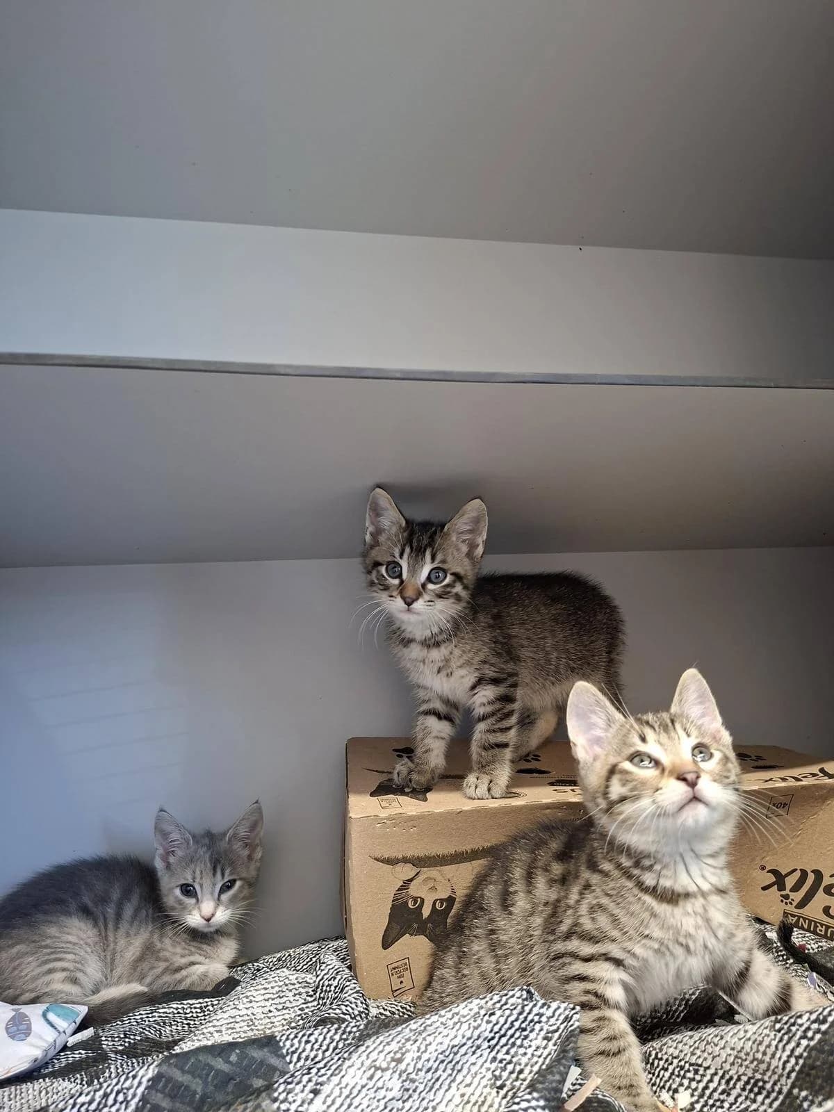 Marie, Chip & Chap, female puppy Mixed Breed Cat for adoption at Tierheim Adamhof, Adamhof