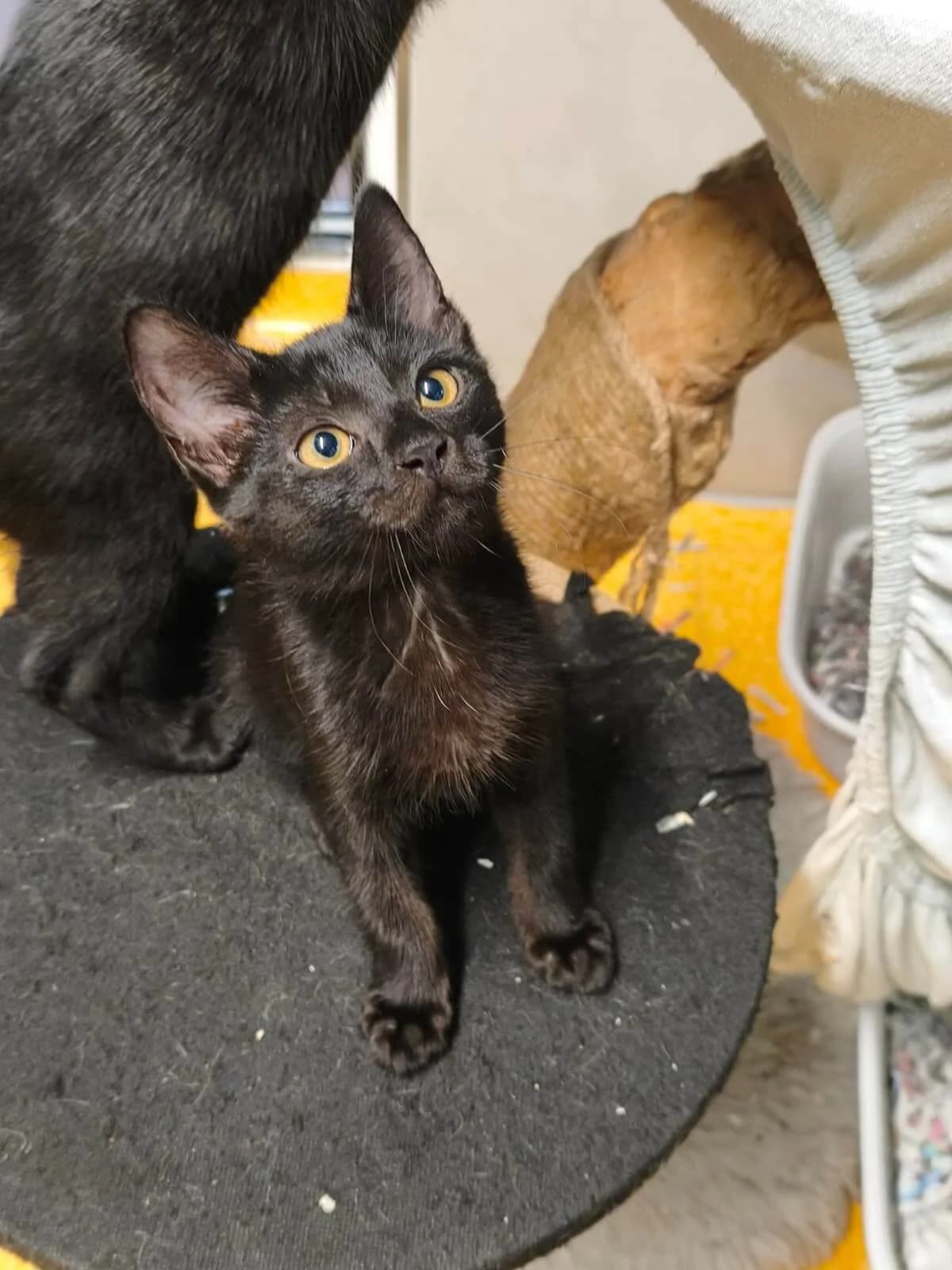 Mi, female puppy Mixed Breed Cat for adoption at Tierheim Adamhof, Adamhof