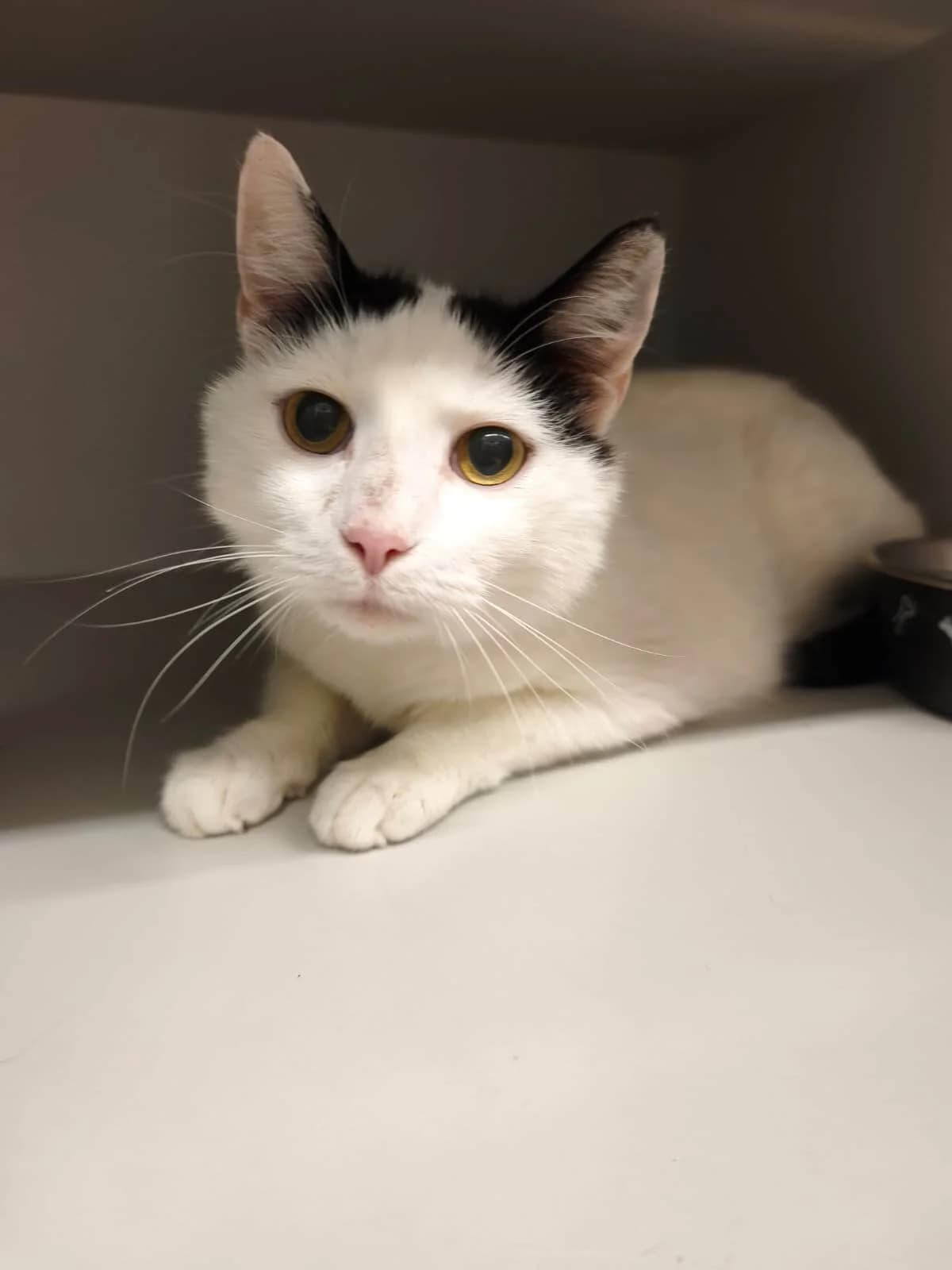 Miro, female 6yo Mixed Breed Cat for adoption at Tierheim Adamhof, Adamhof