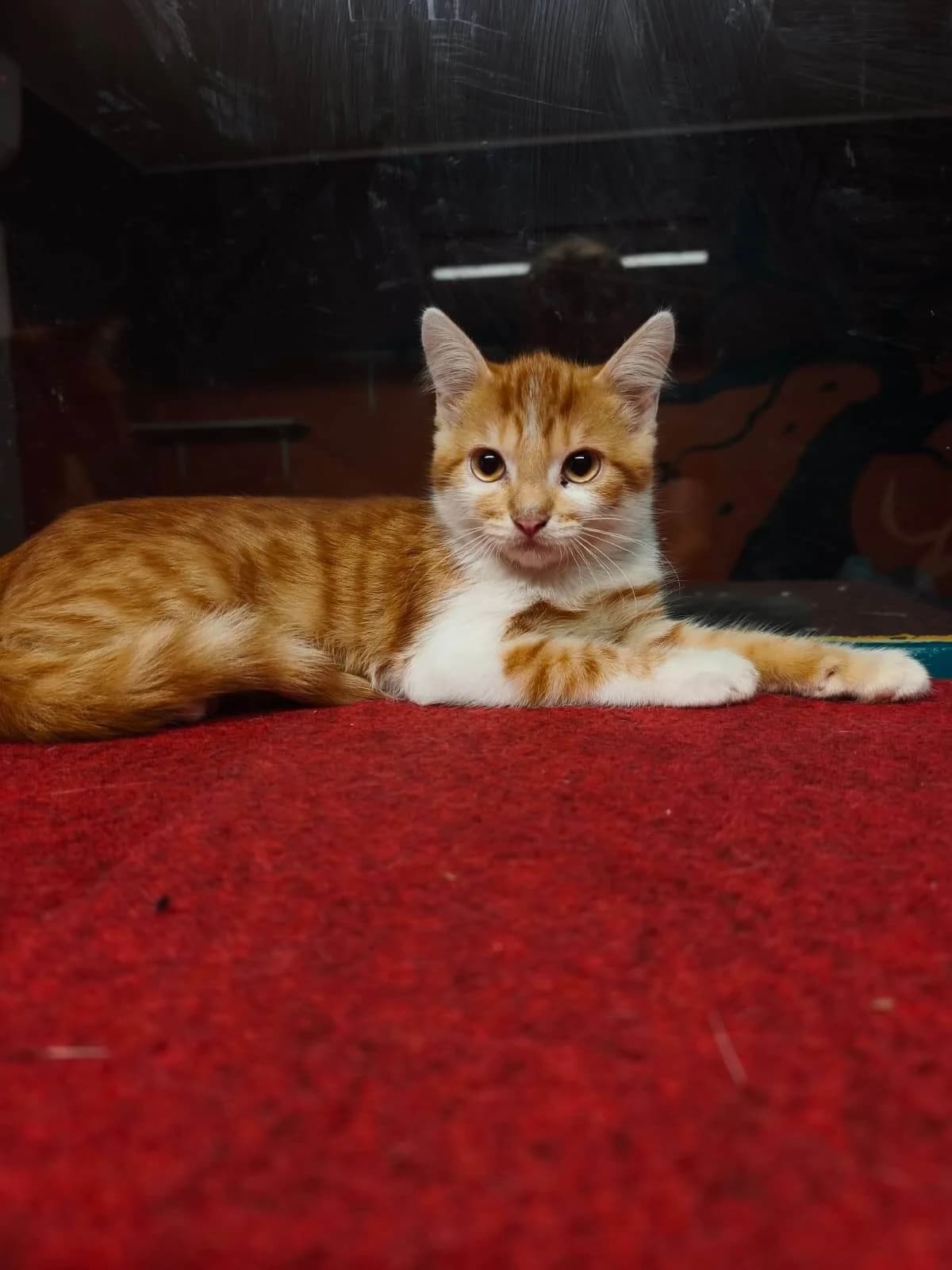 Peter, female puppy Mixed Breed Cat for adoption at Tierheim Adamhof, Adamhof