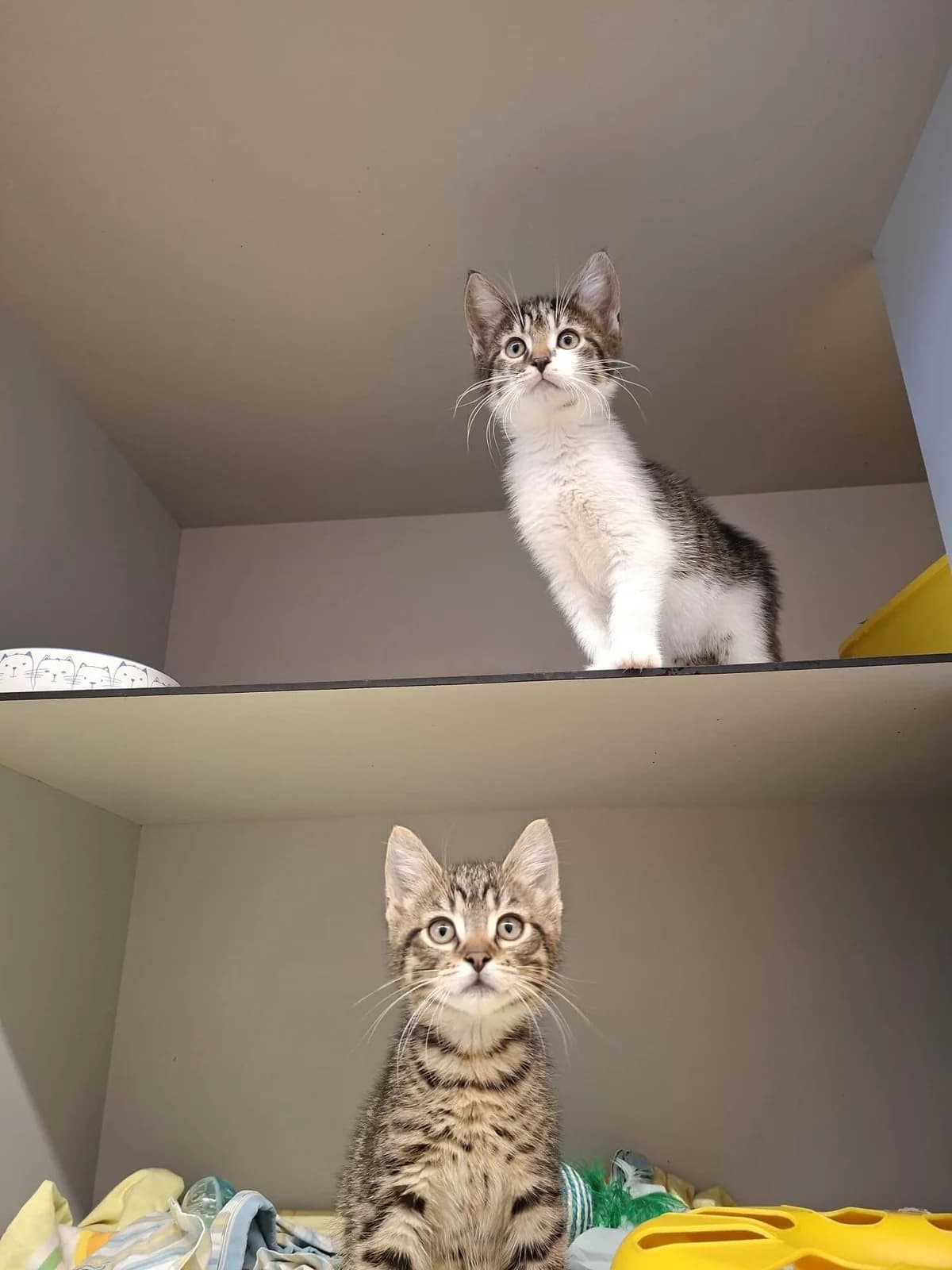Pettersson und Findus, female puppy Mixed Breed Cat for adoption at Tierheim Adamhof, Adamhof