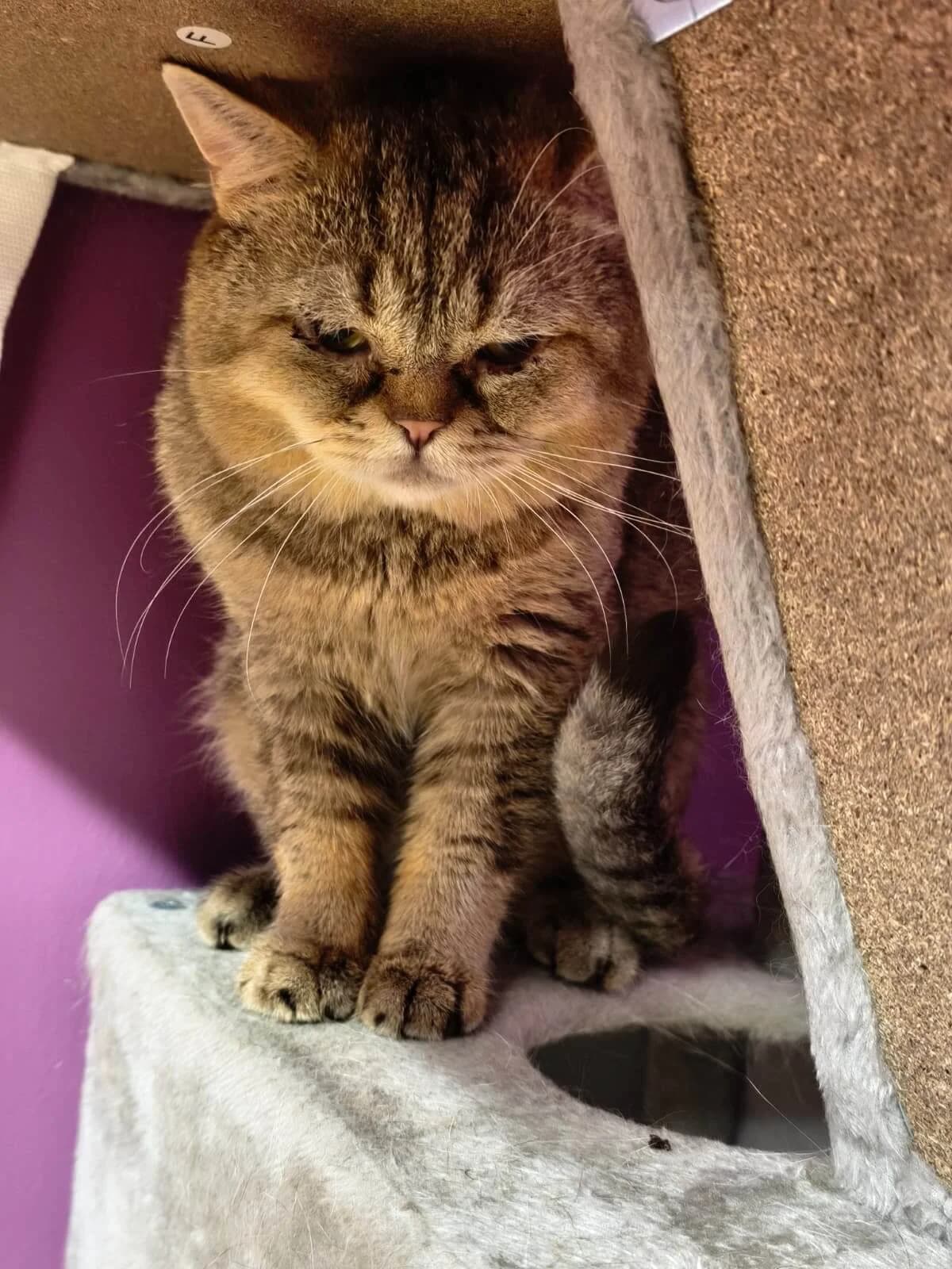 Pummel, female 7yo Mixed Breed Cat for adoption at Tierheim Adamhof, Adamhof