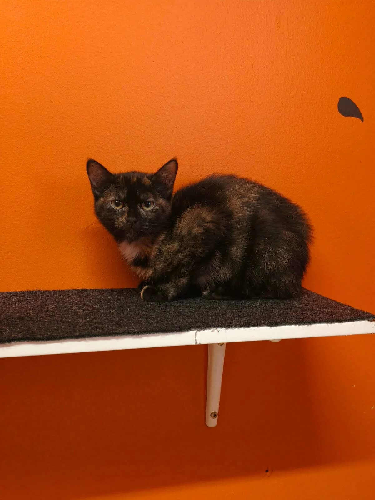 Rosalie, female puppy Mixed Breed Cat for adoption at Tierheim Adamhof, Adamhof