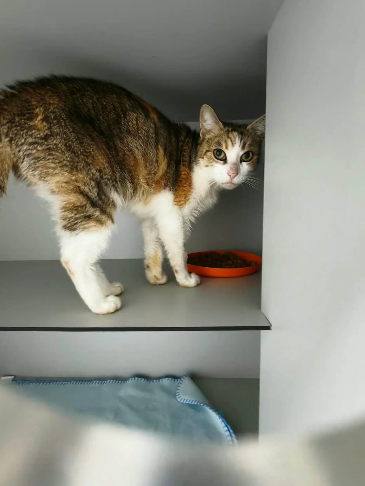 Rosella, female 4yo Mixed Breed Cat for adoption at Tierheim Adamhof, Adamhof