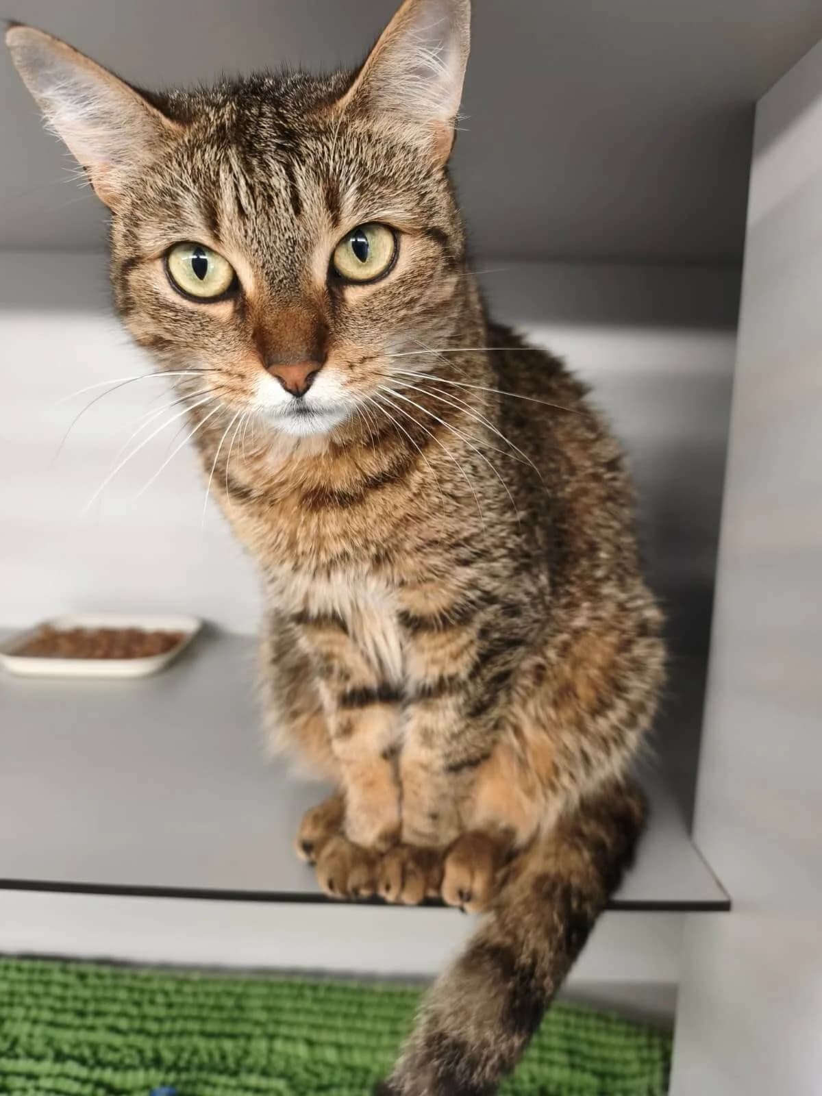 Sira, female young Mixed Breed Cat for adoption at Tierheim Adamhof, Adamhof